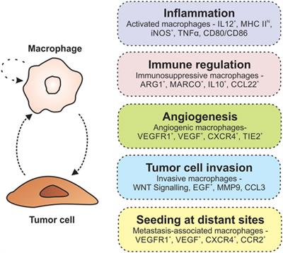 Frontiers | Targeting Macrophages In Cancer: From Bench To Bedside